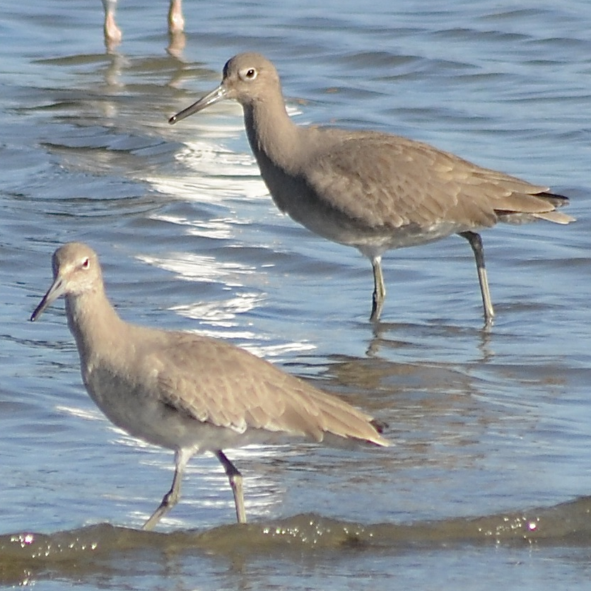 Willets